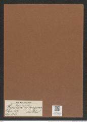 Hemiaulus longicornis Grev. (de-Toni-Nr.: Genus 117, Species 3350) Zeichnungen Sammlung Grunow Mappe 03560 (Herbarium_W_Grunow_drawings_Folder_03560)